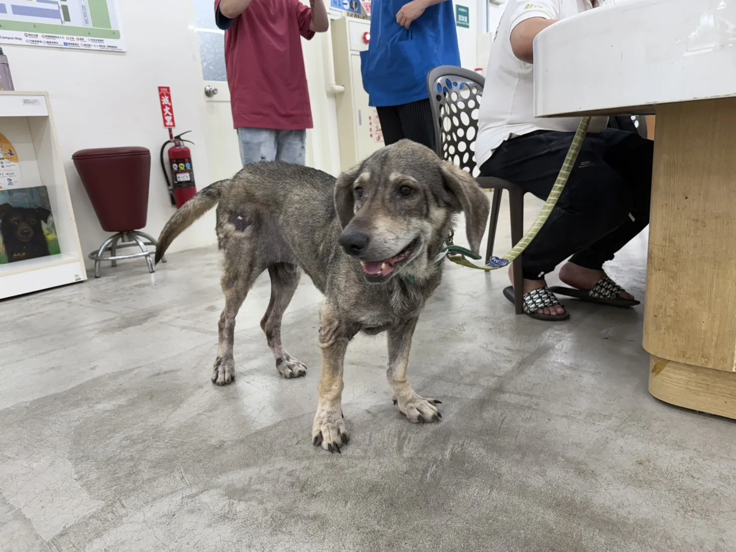 混種犬
