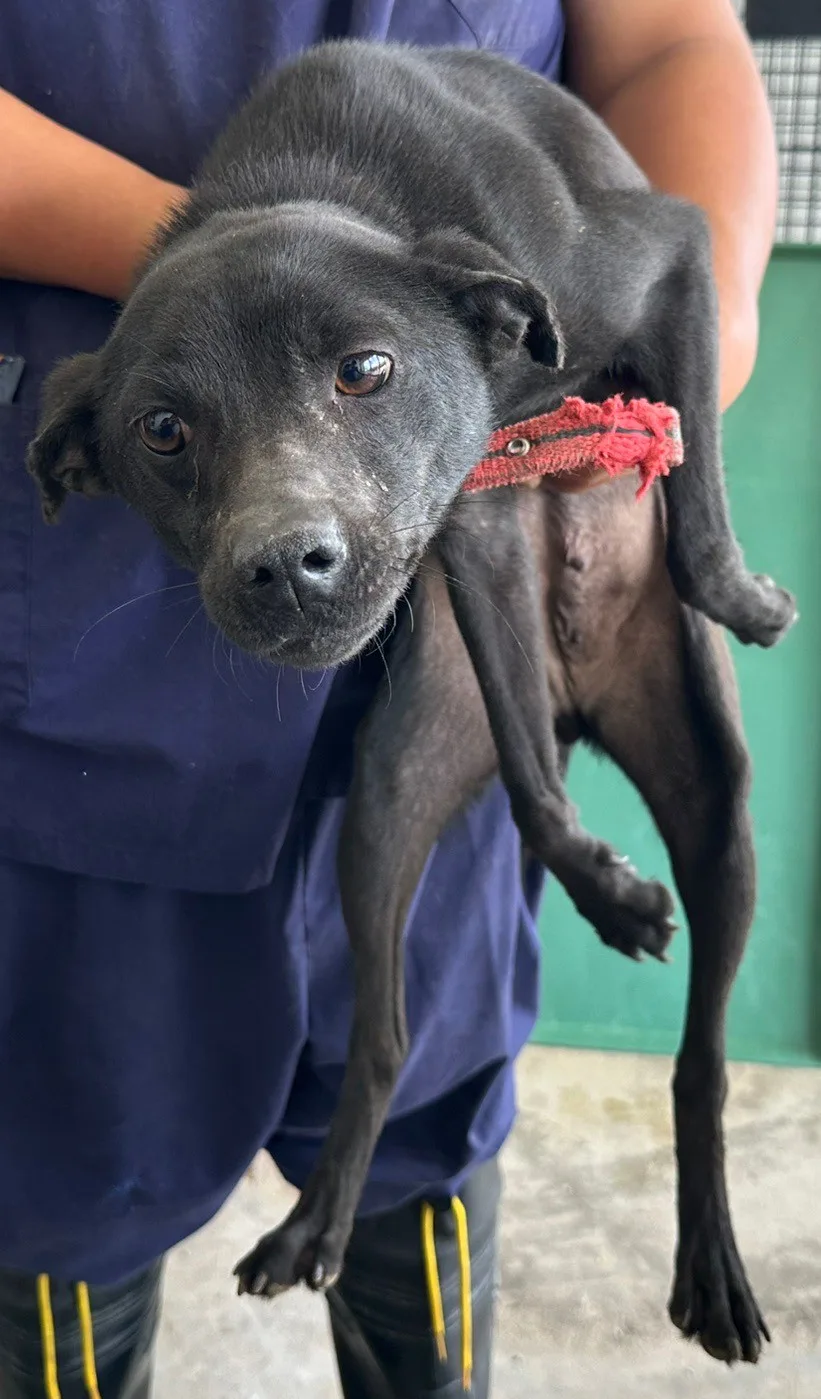 混種犬