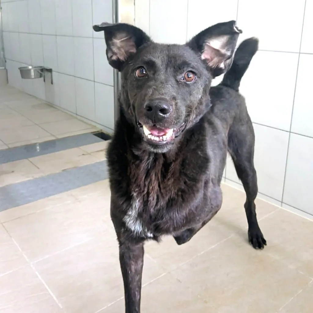 混種犬