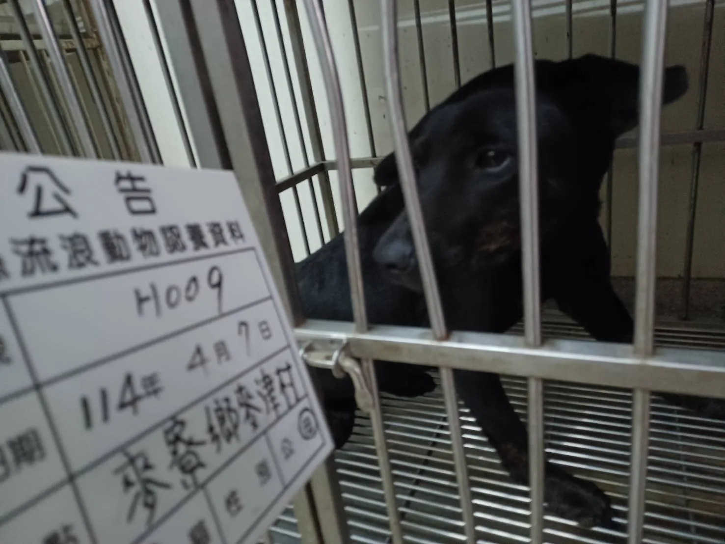 混種犬