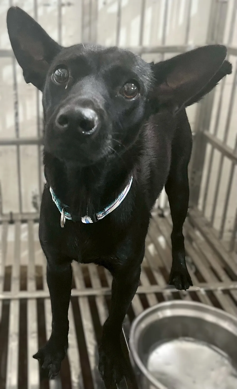 混種犬