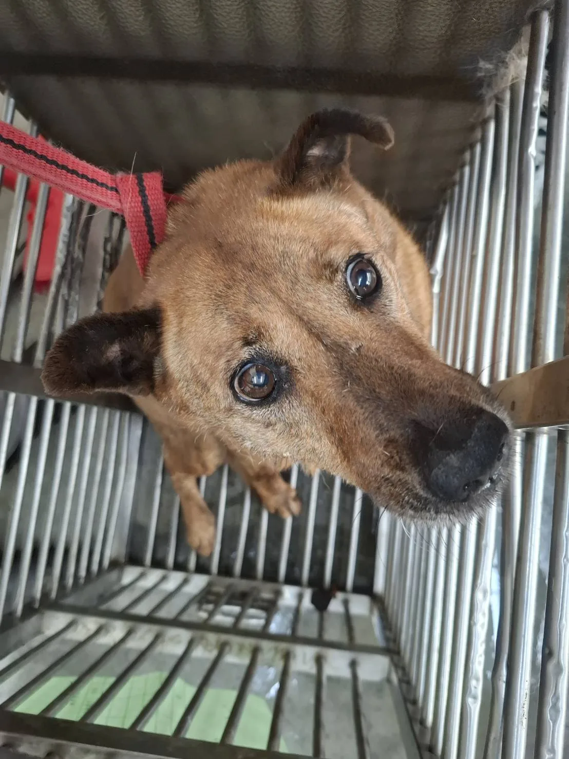 混種犬