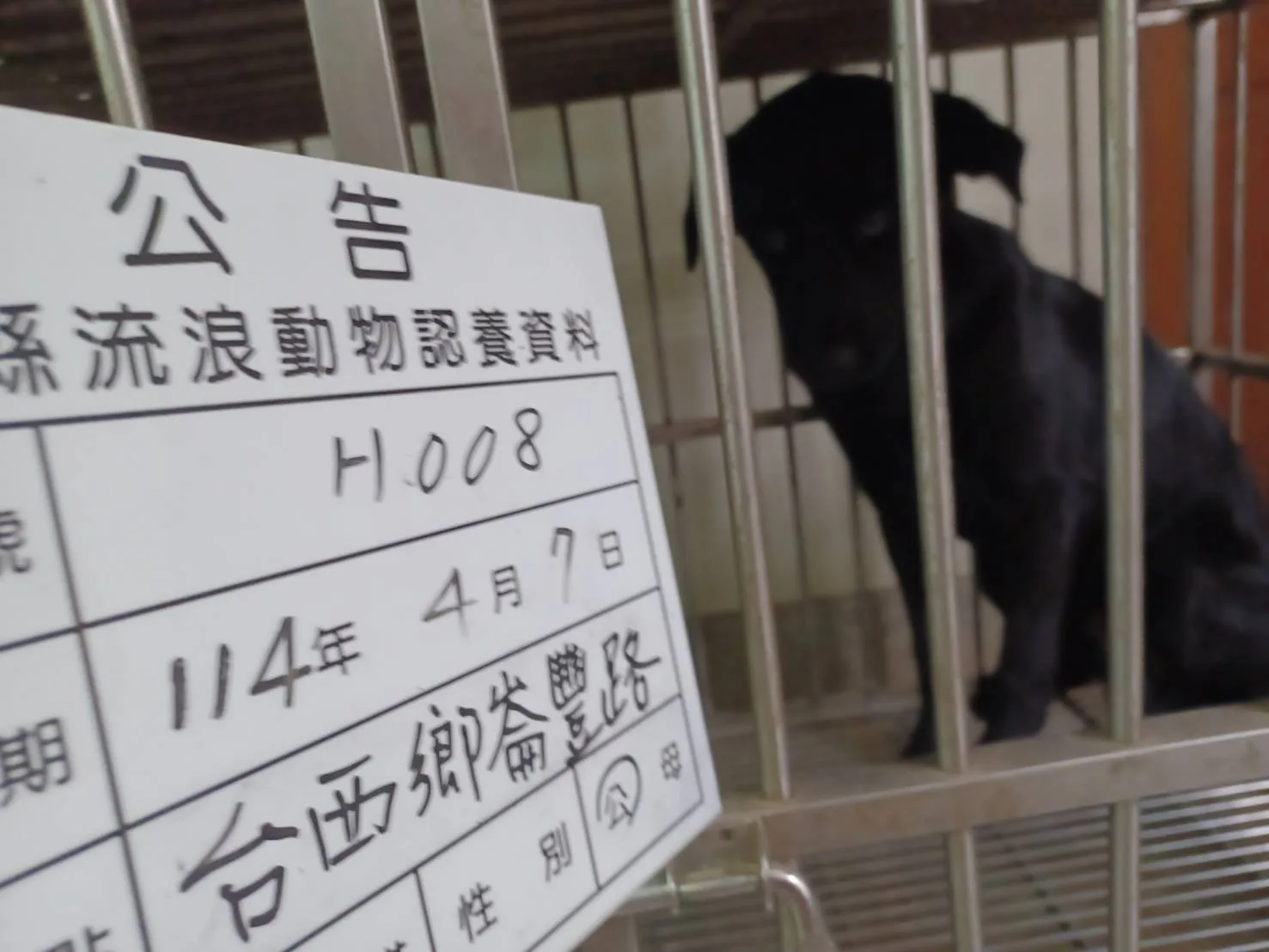 混種犬