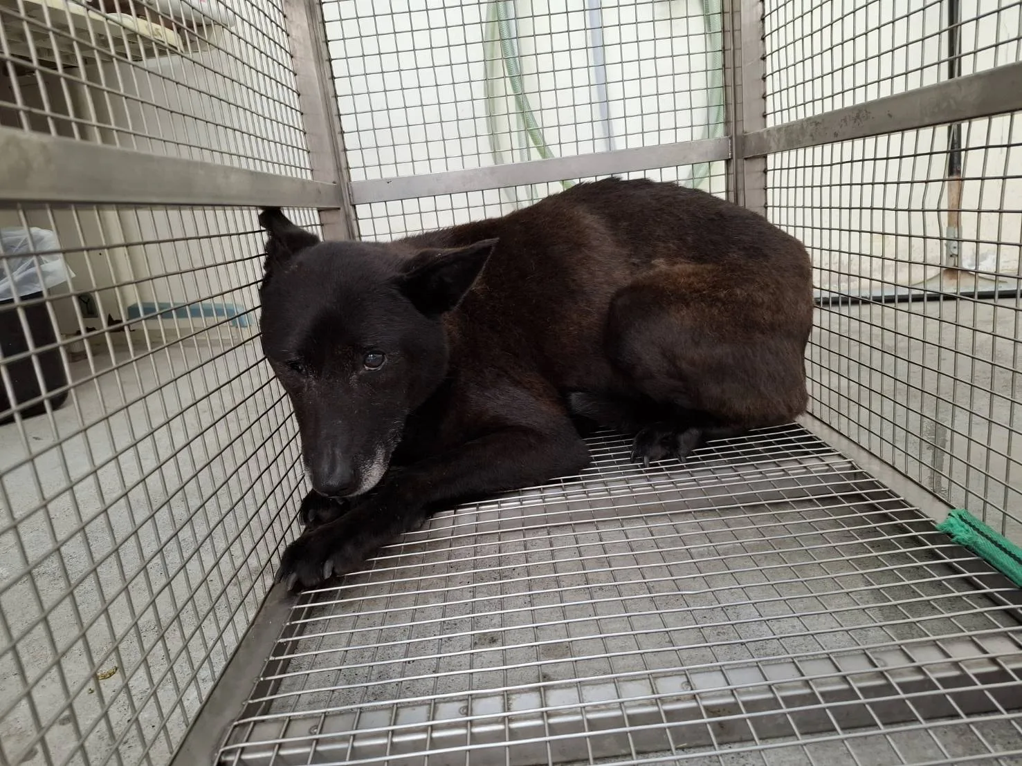 混種犬