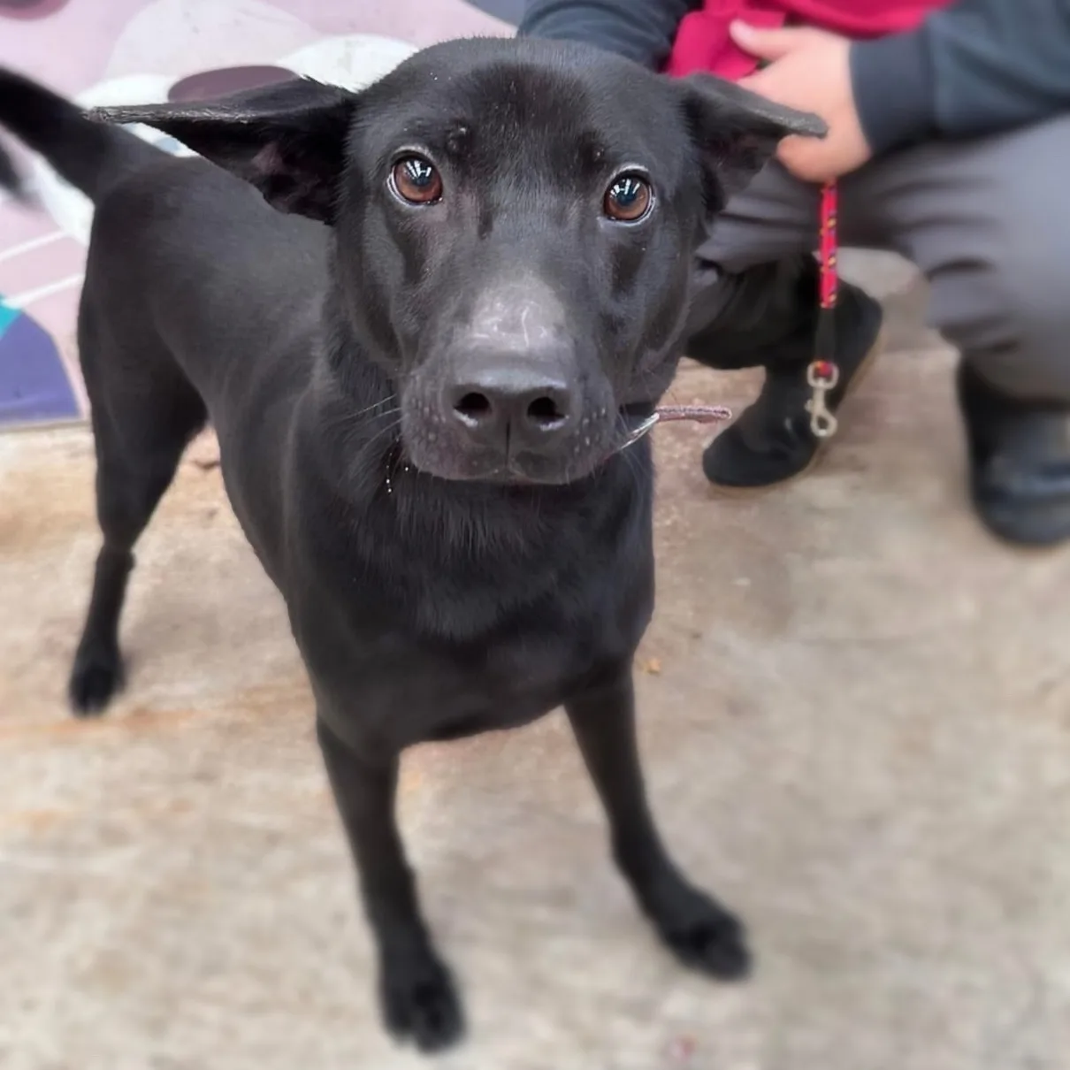 混種犬