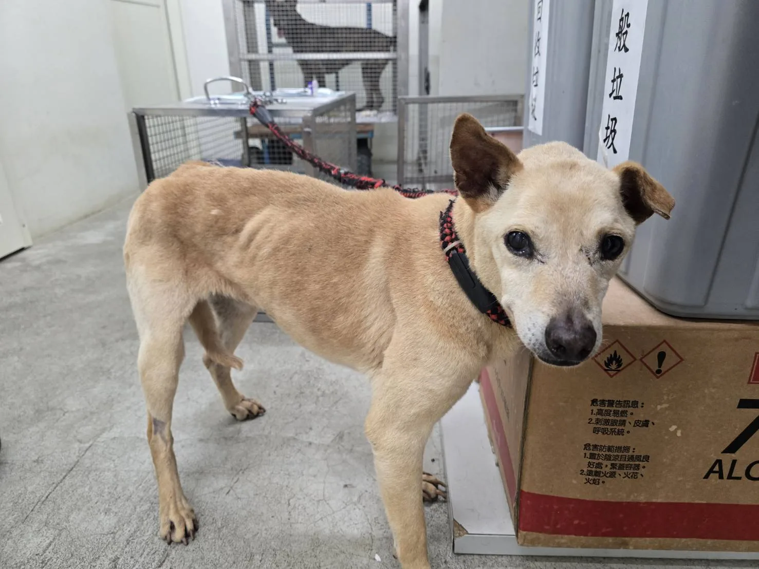 混種犬