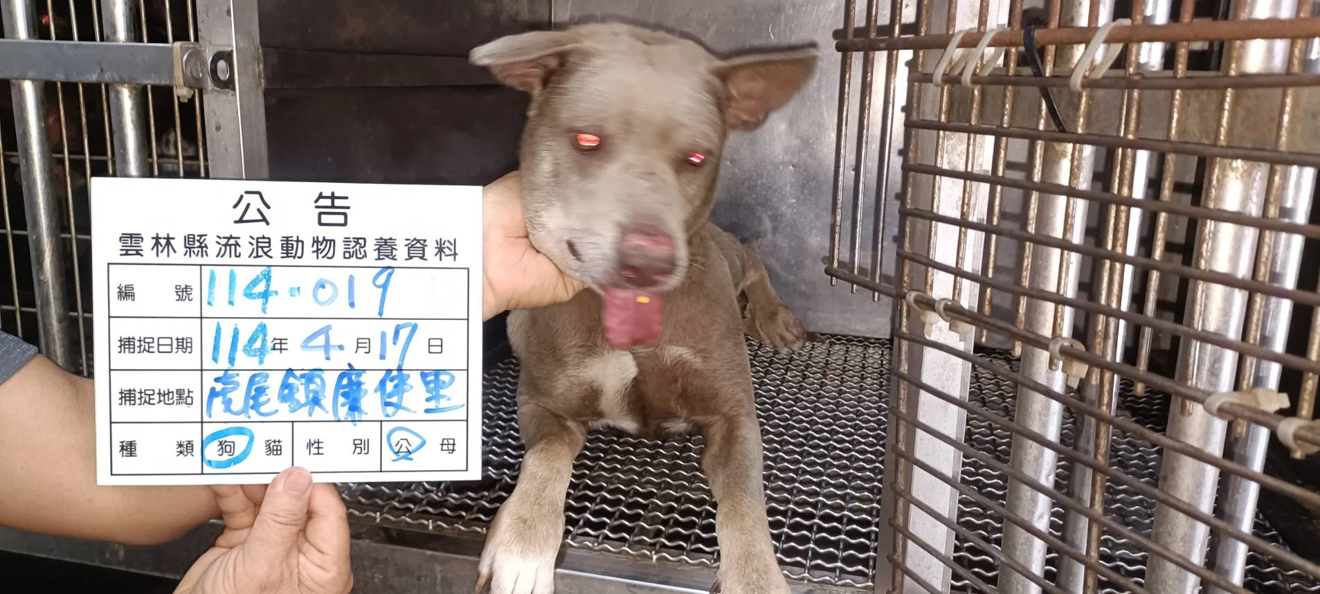 混種犬