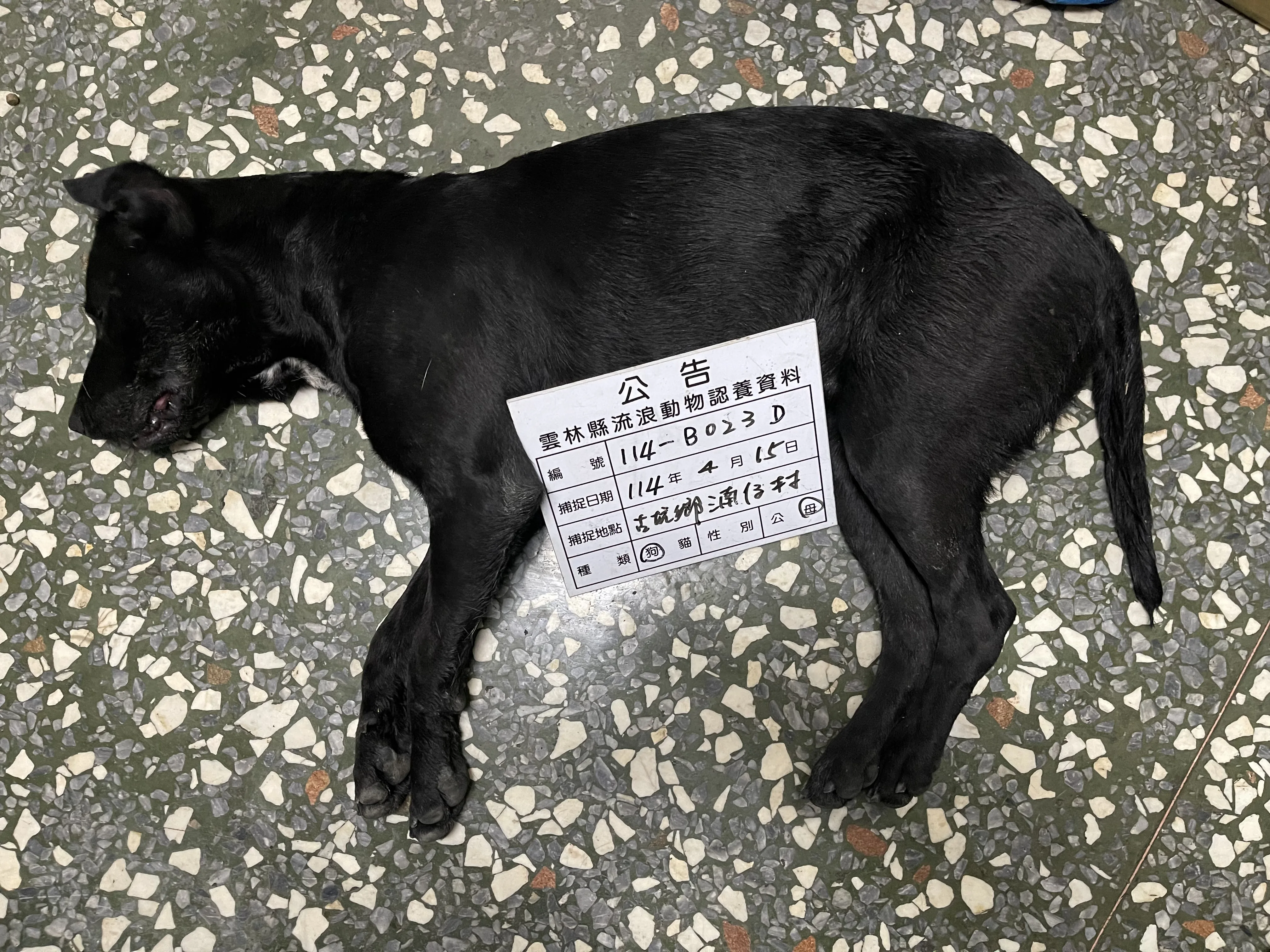 混種犬