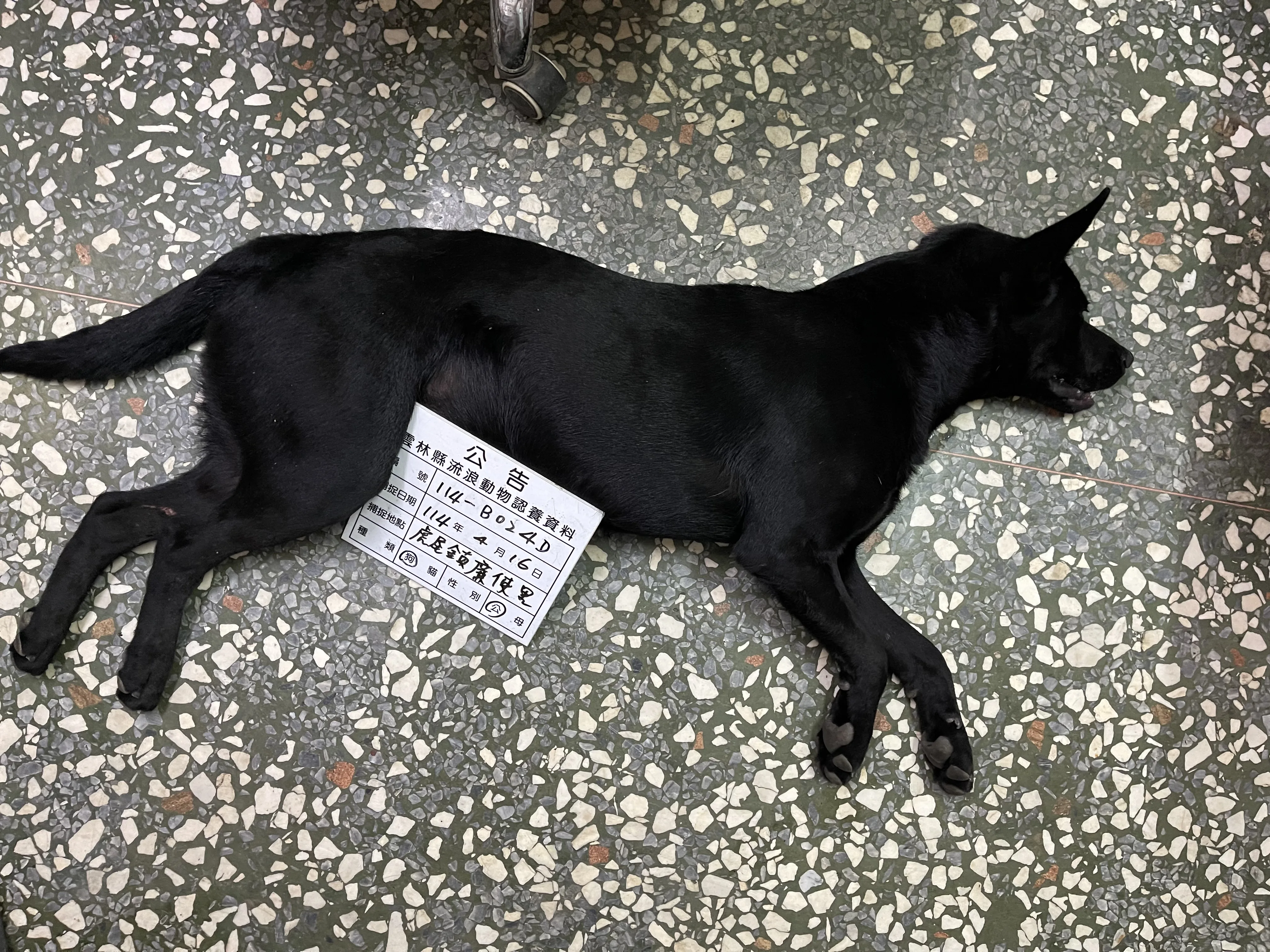 混種犬