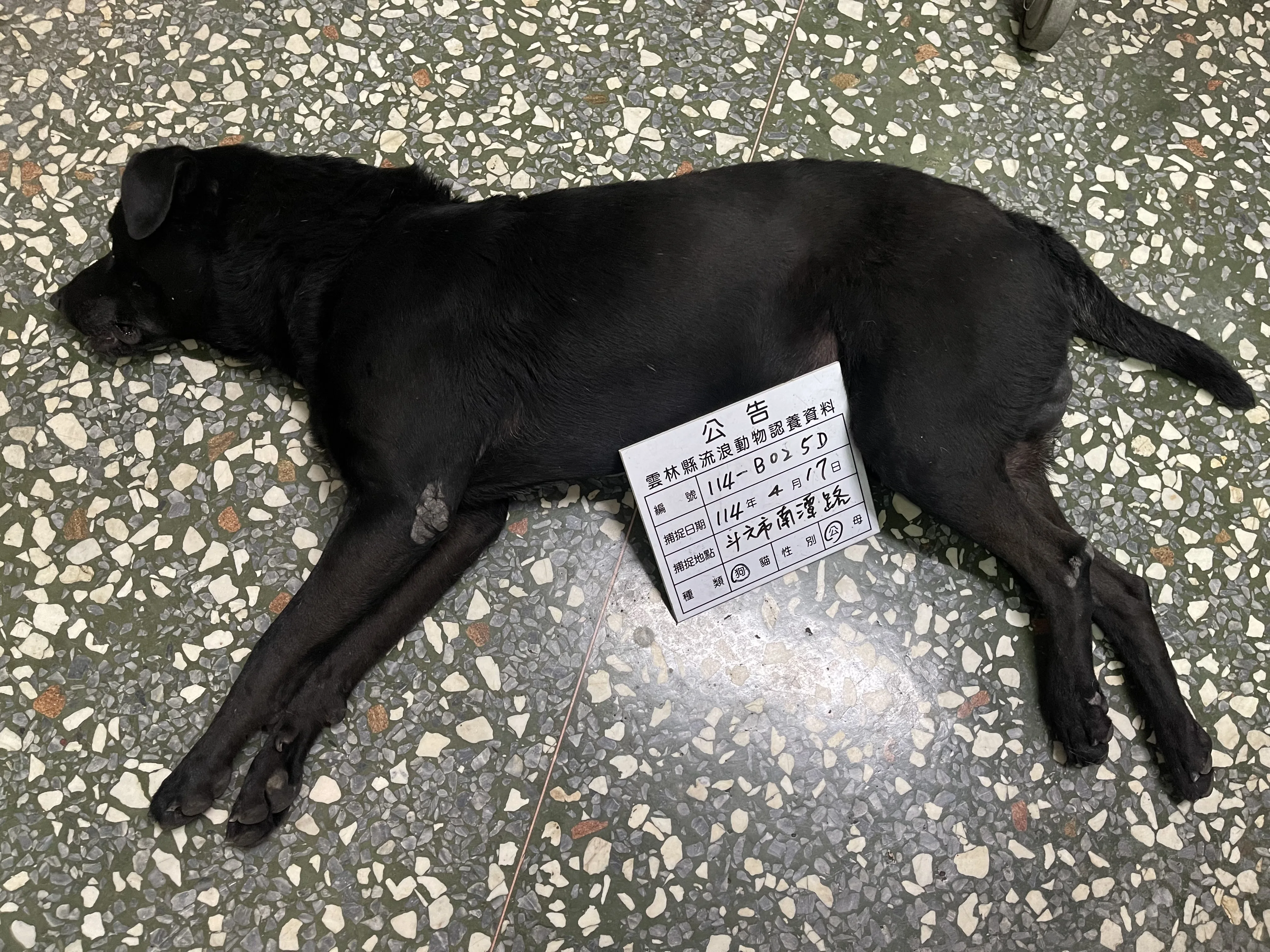混種犬