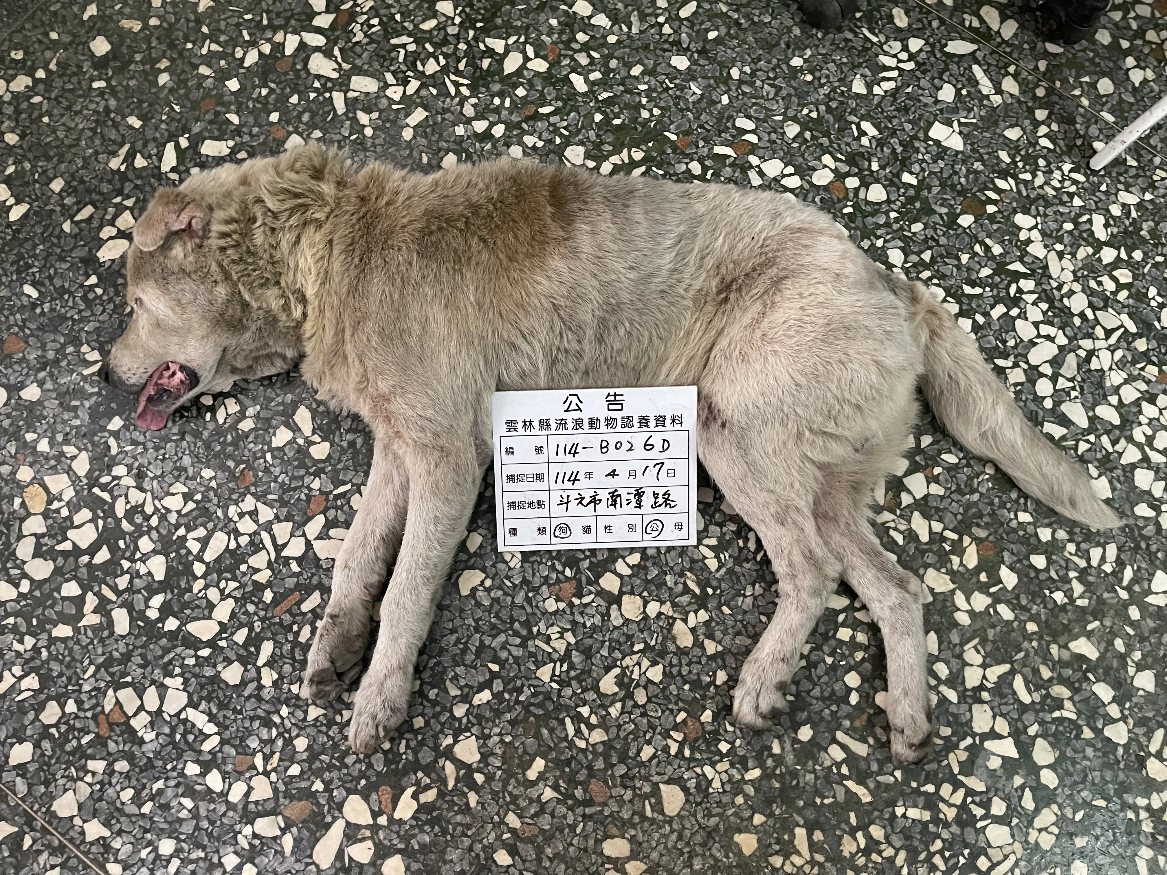 混種犬