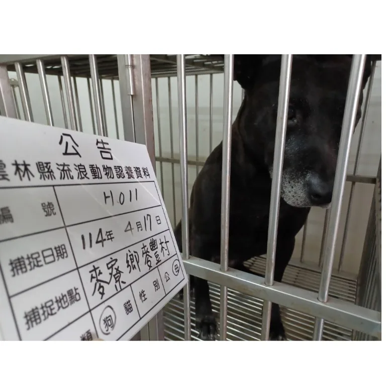 混種犬