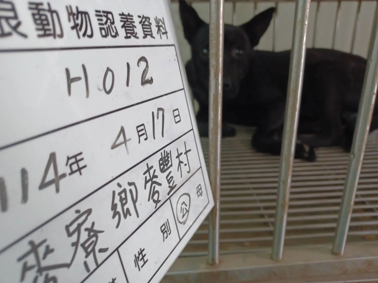 混種犬