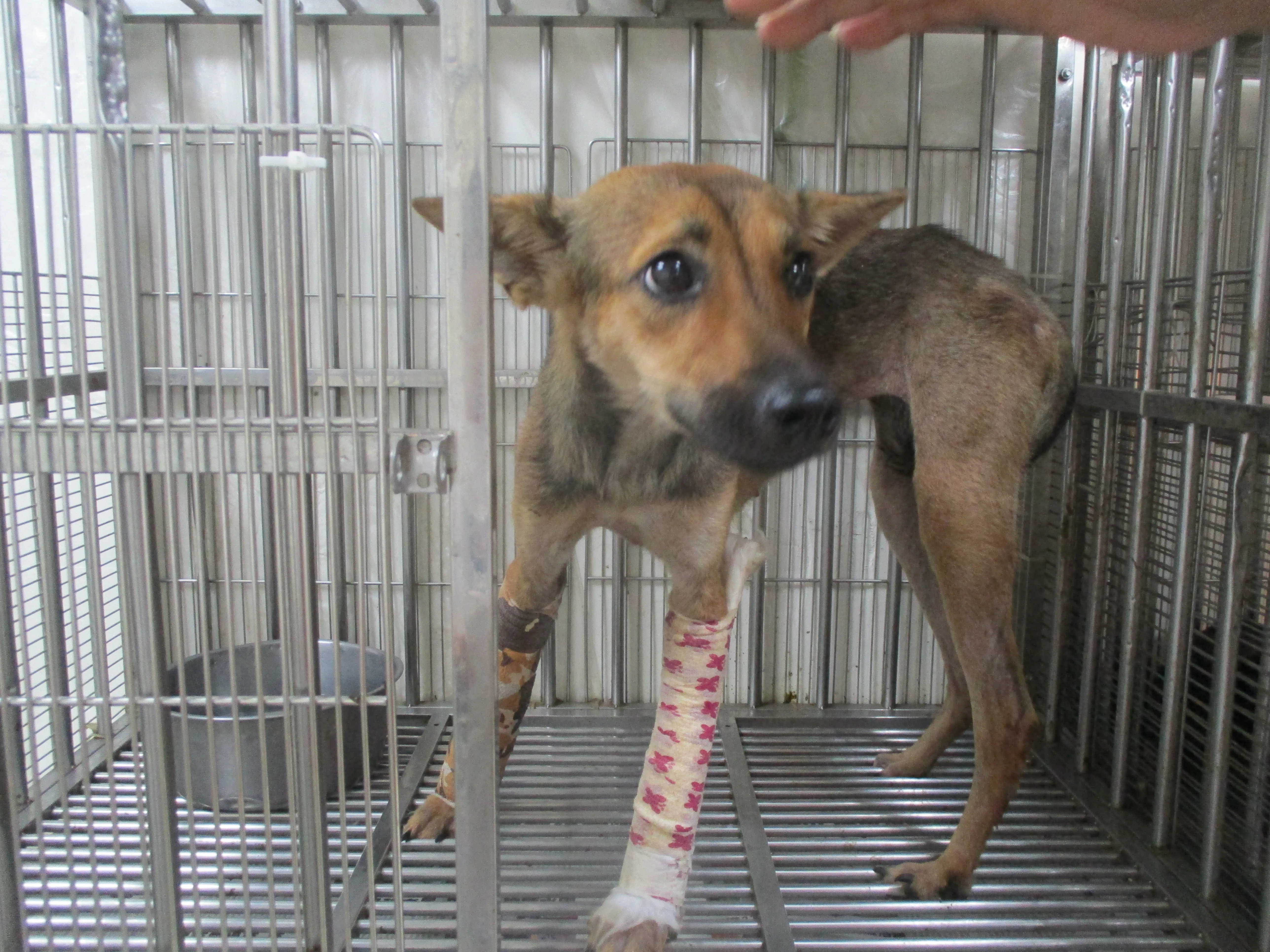 混種犬