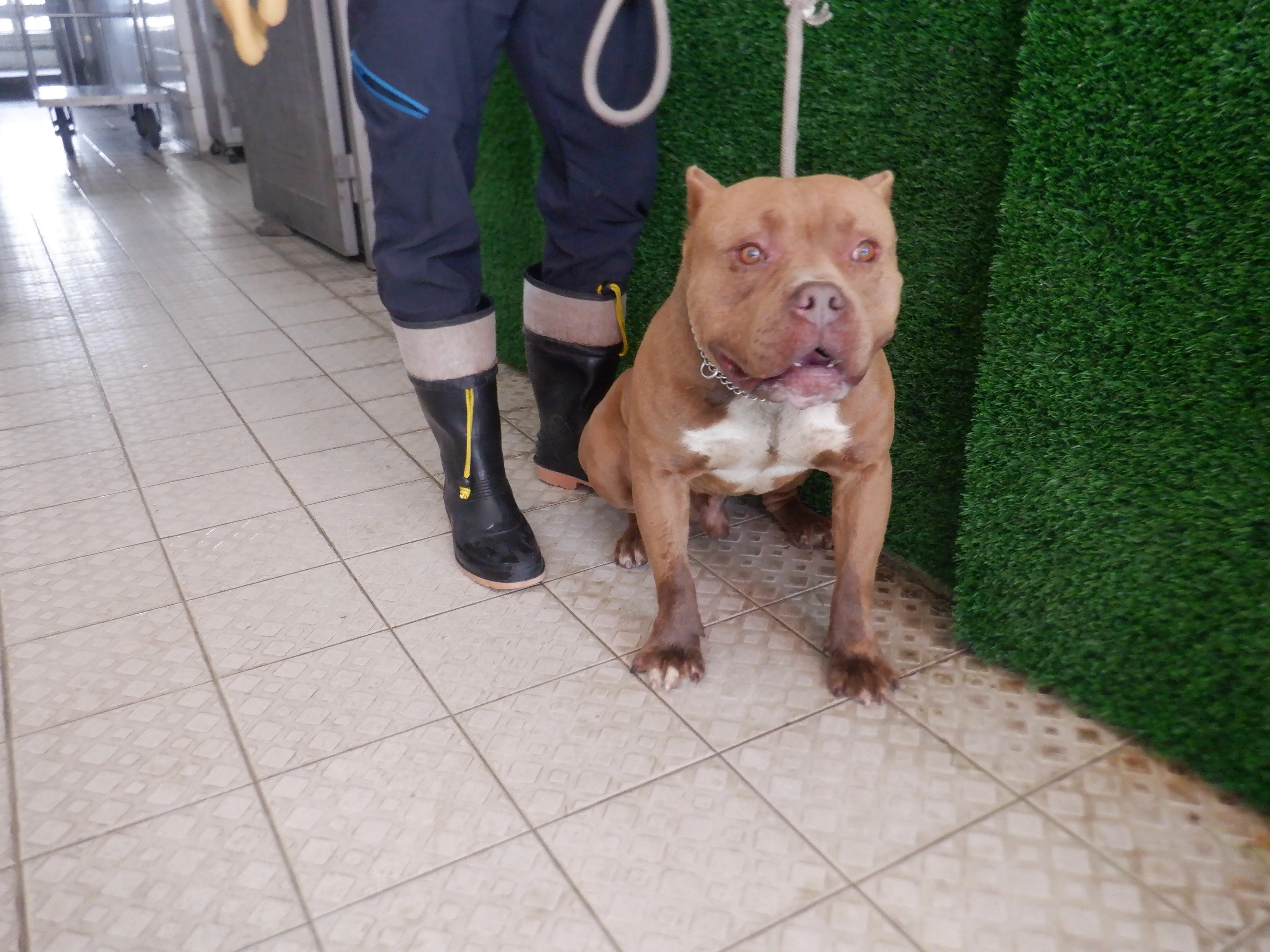 比特犬