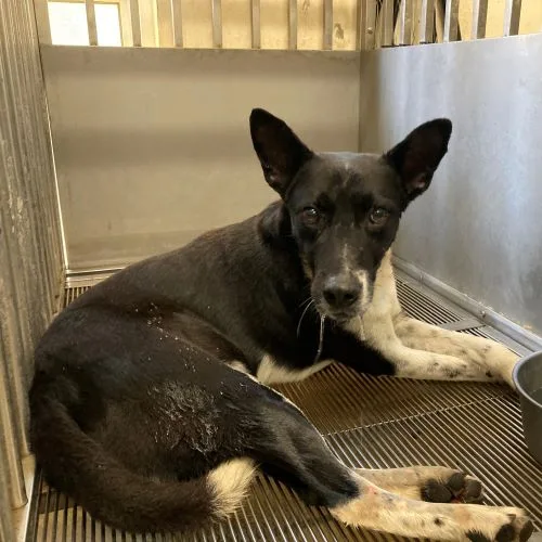 混種犬