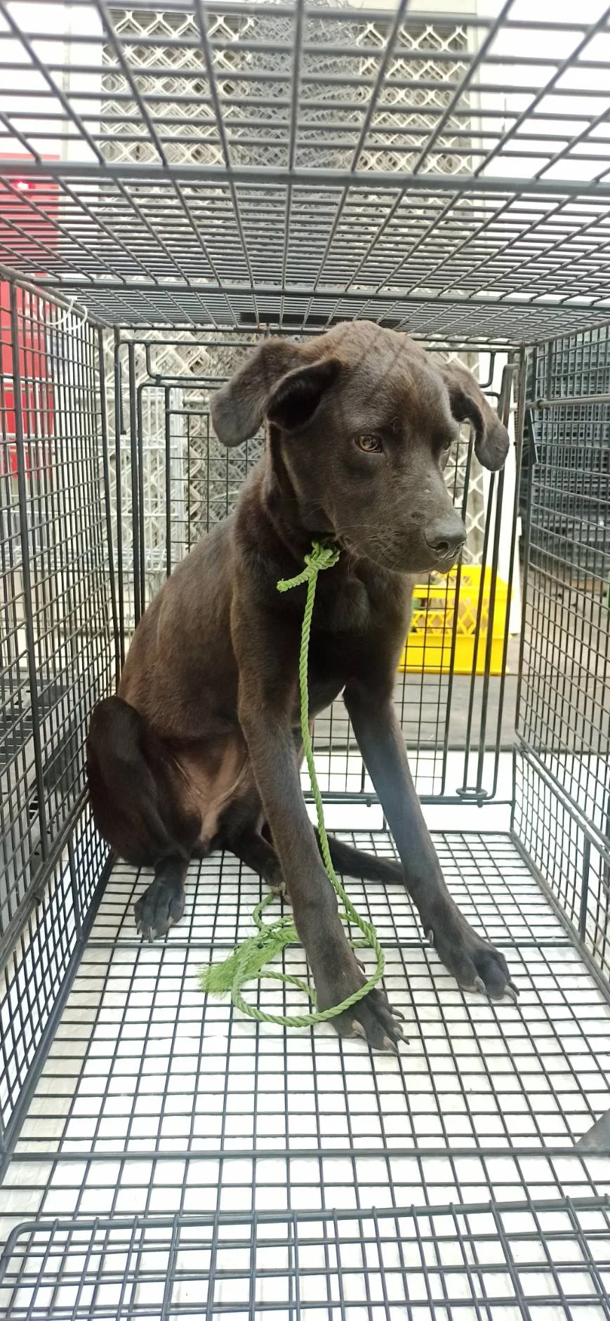 混種犬