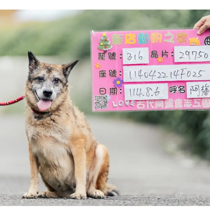 混種犬