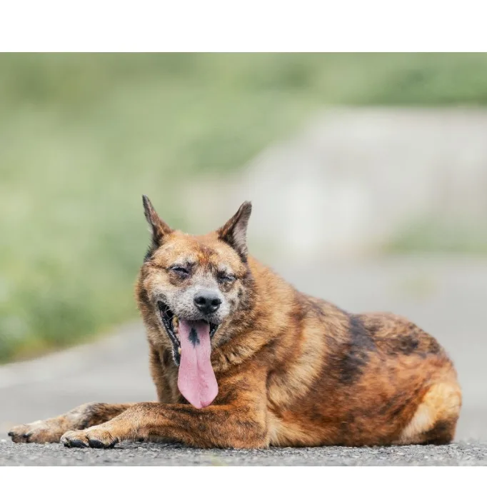 混種犬