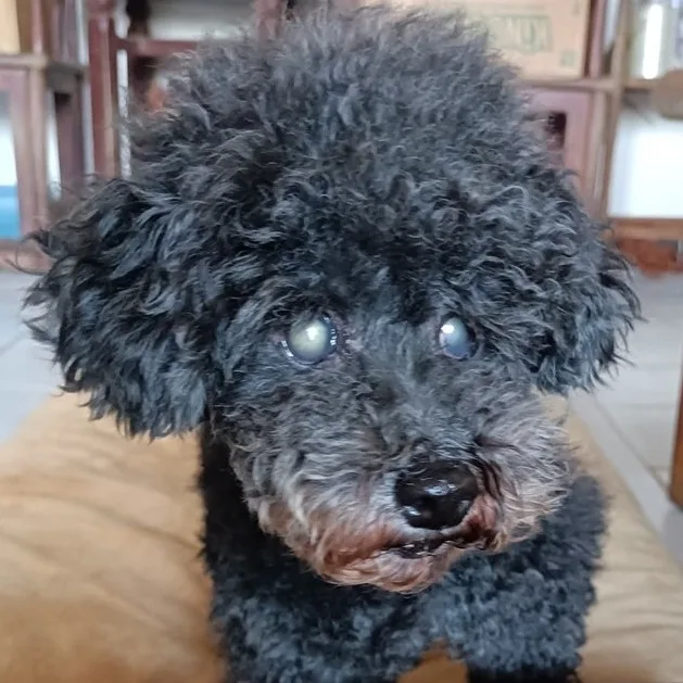 貴賓犬