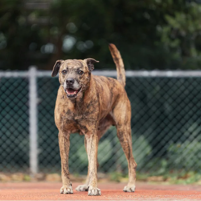 混種犬
