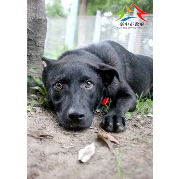 混種犬
