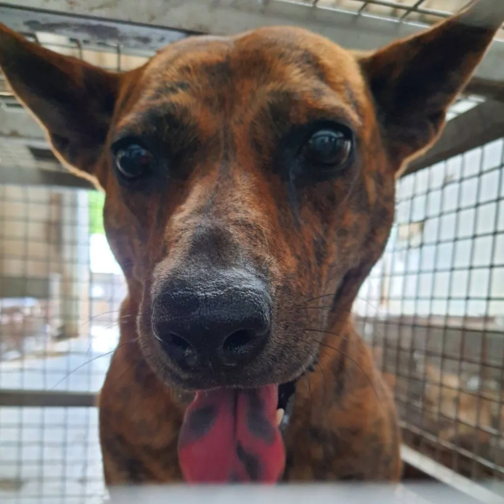 混種犬