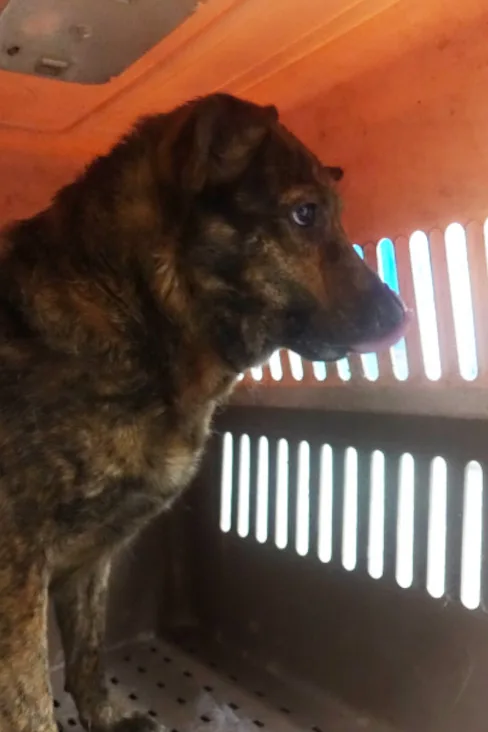 混種犬