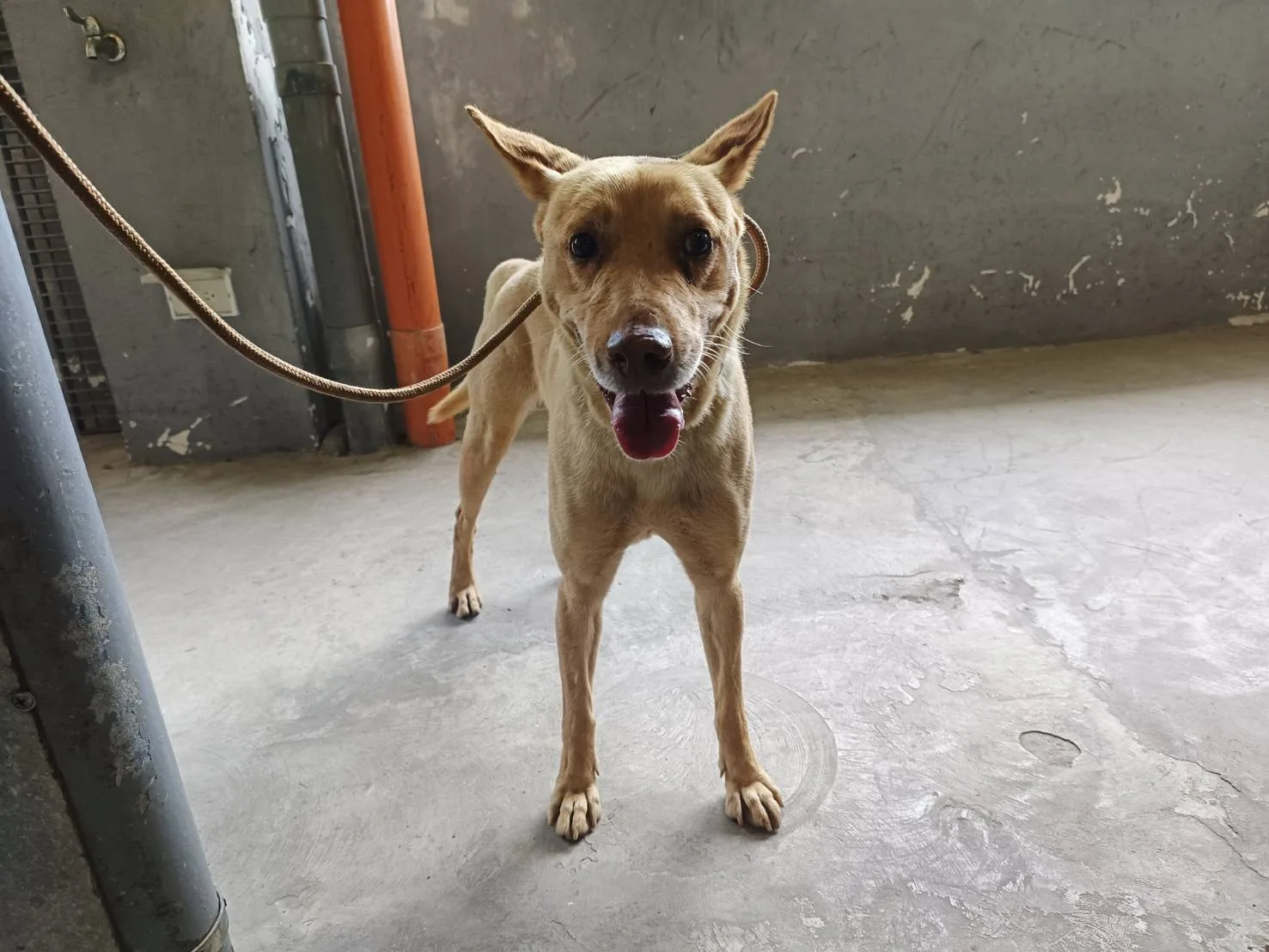 混種犬
