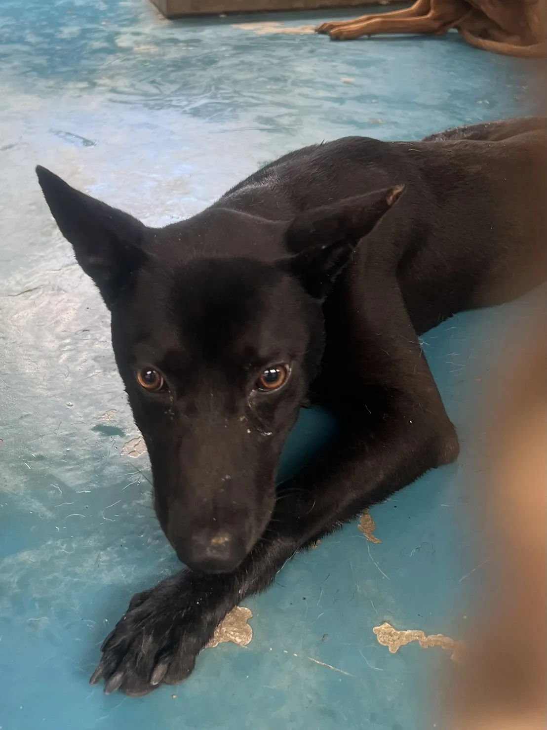 混種犬