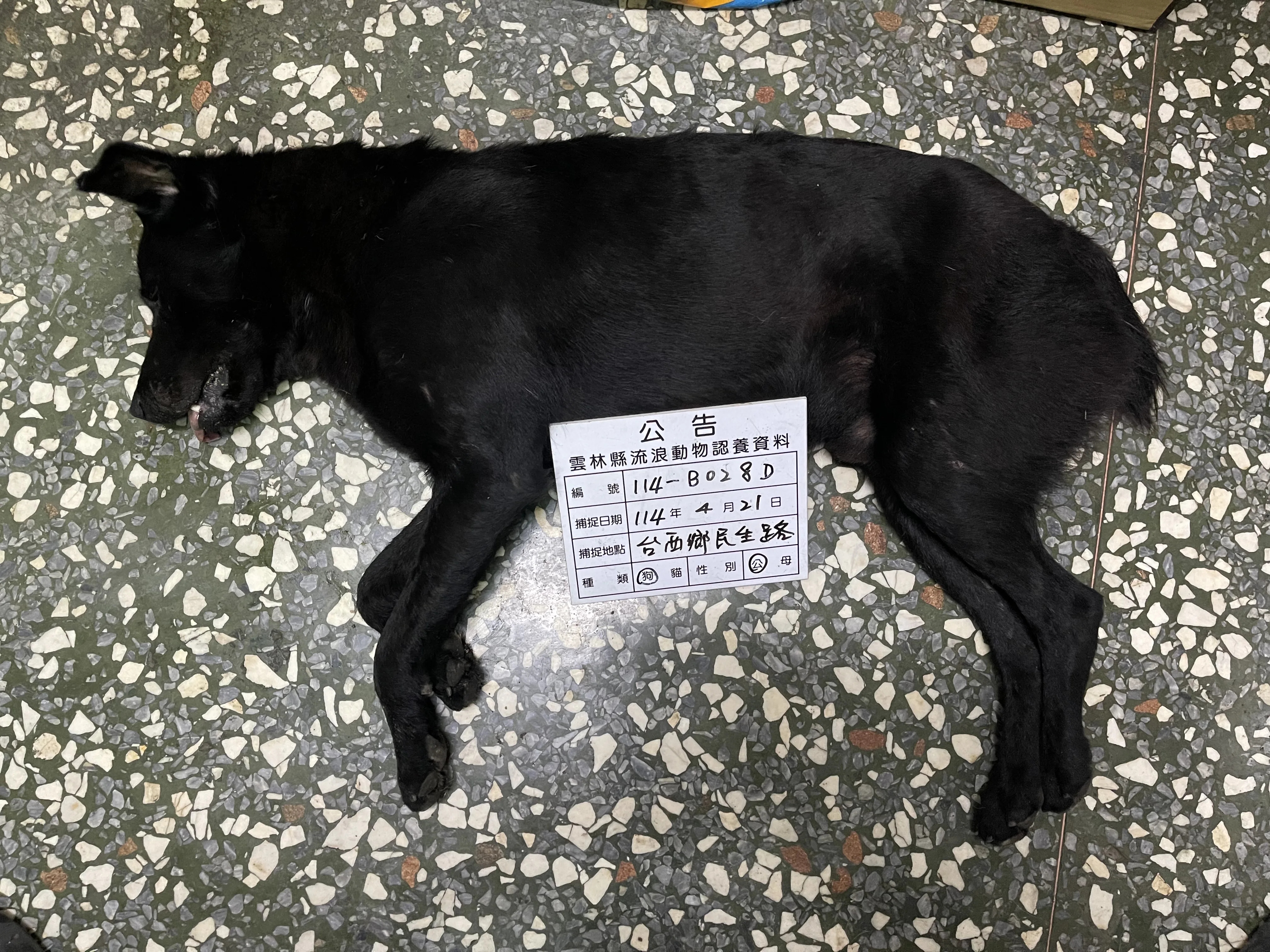 混種犬