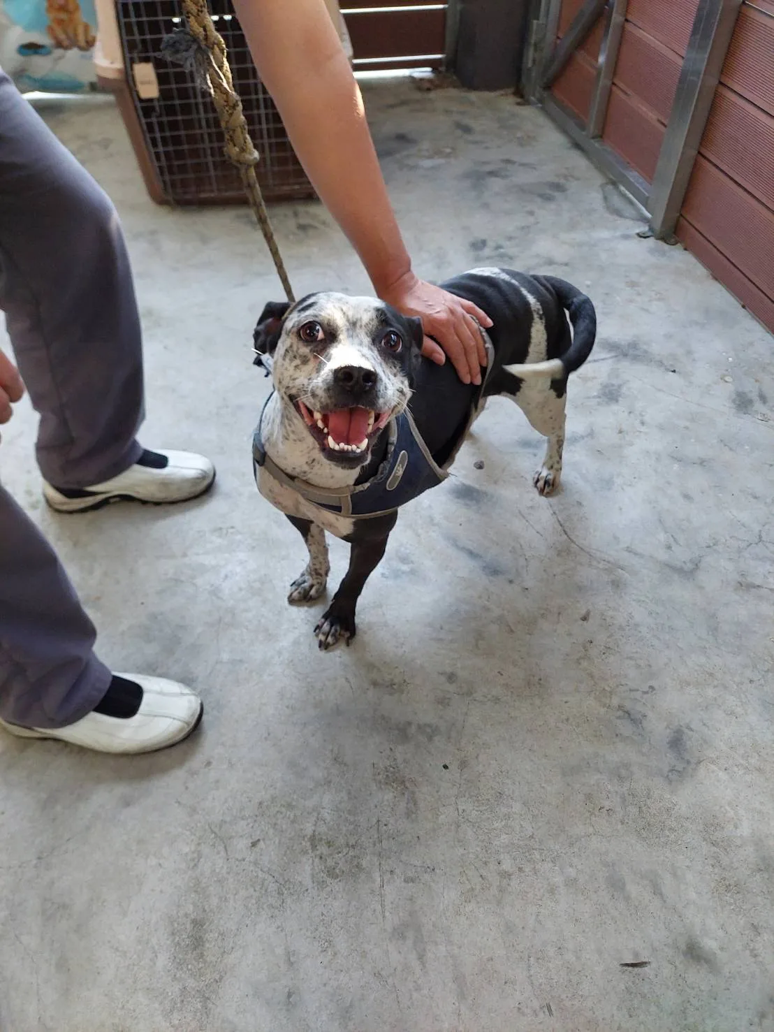 混種犬