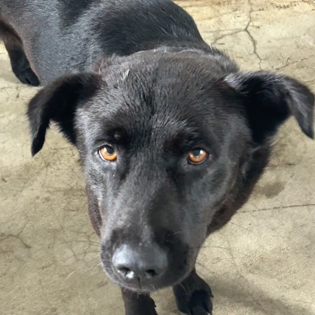 混種犬