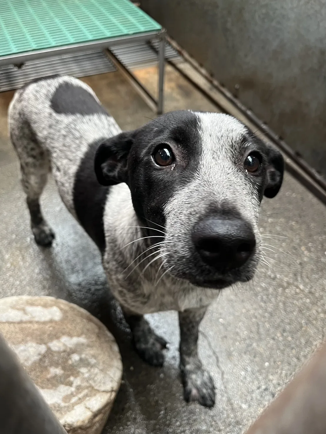 混種犬