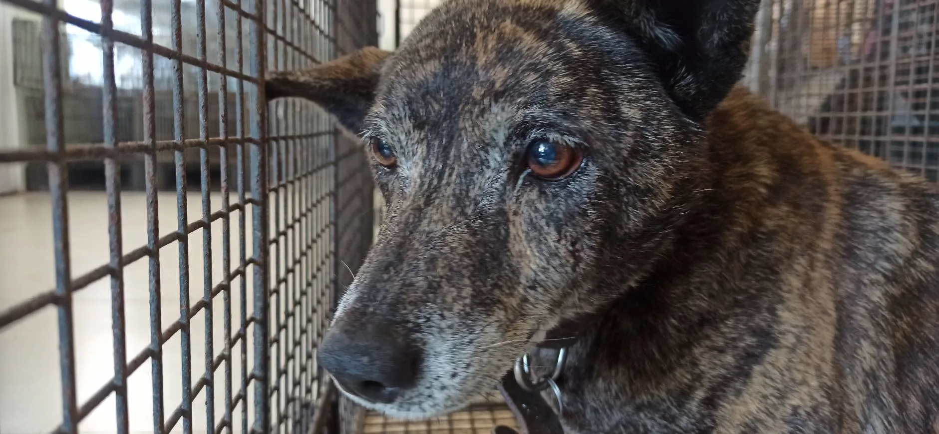 混種犬
