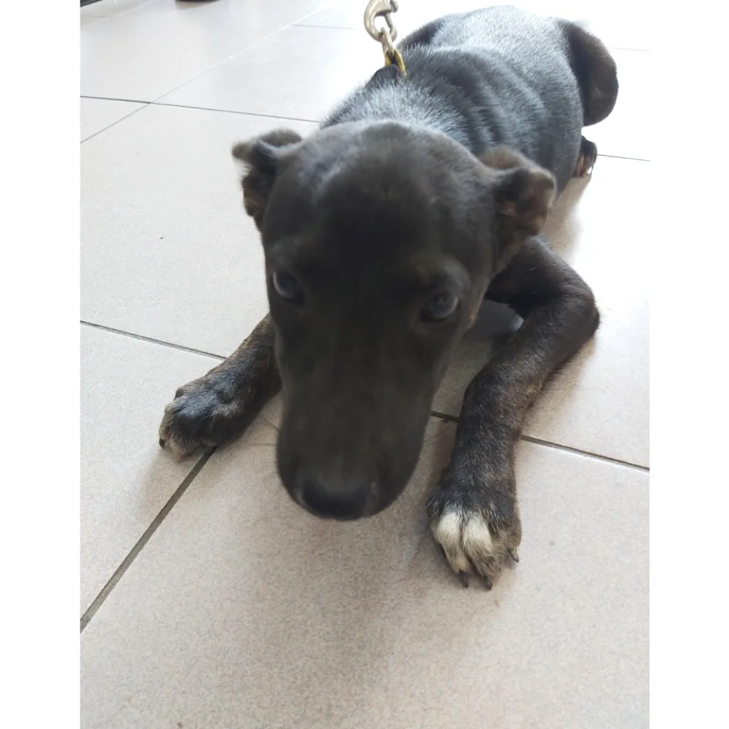 混種犬