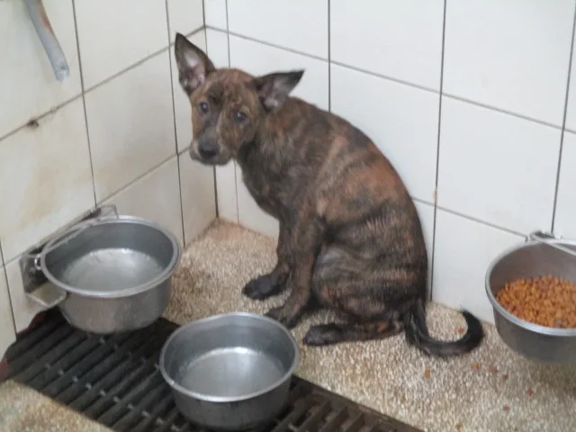 混種犬