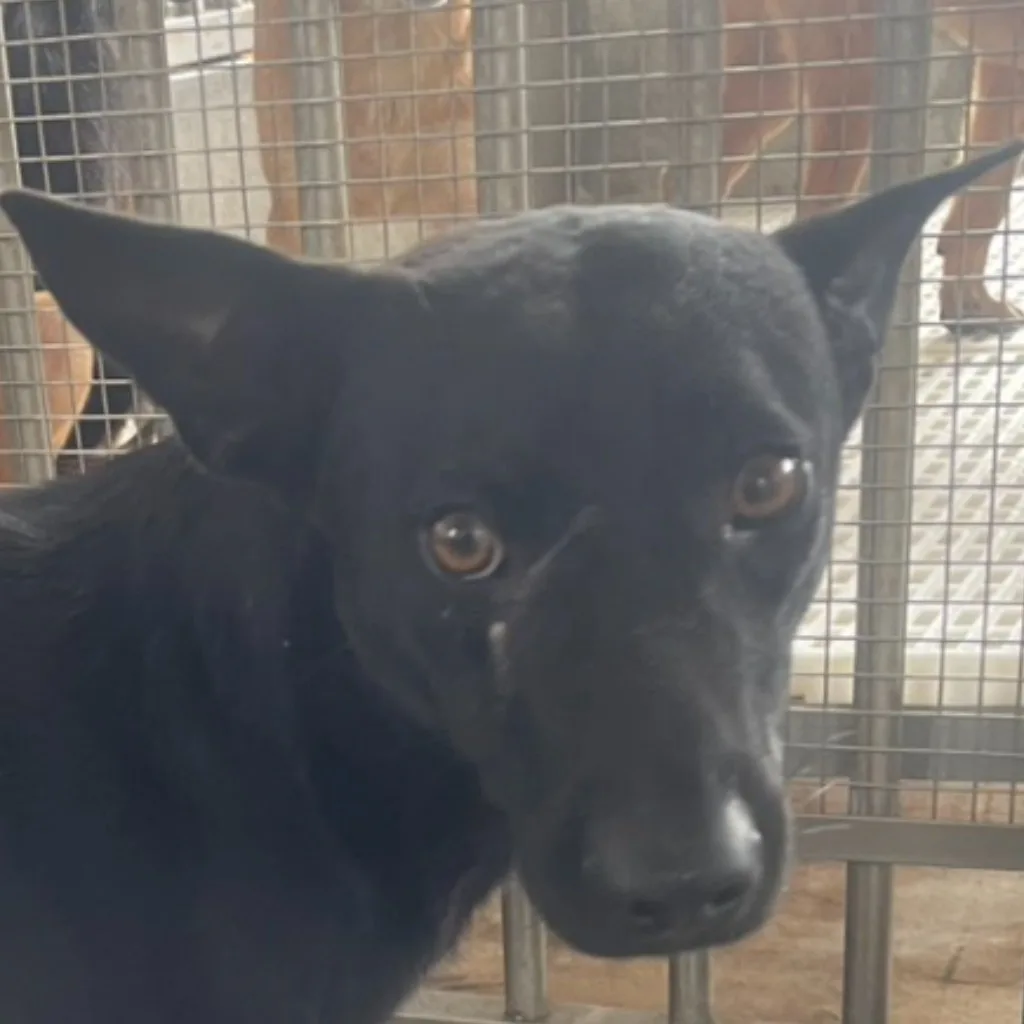 混種犬