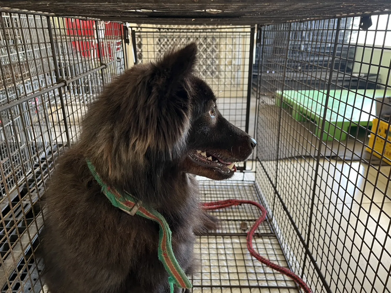 混種犬