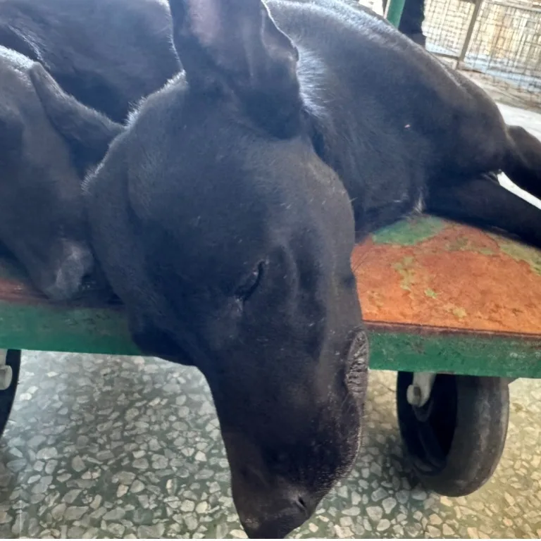 混種犬