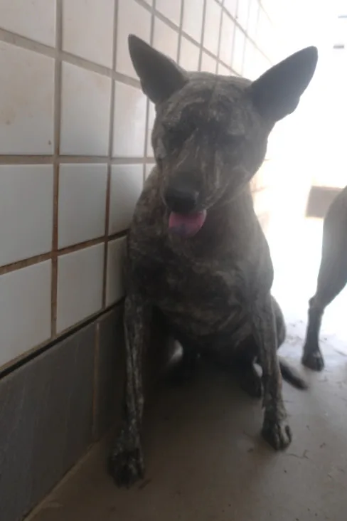 混種犬