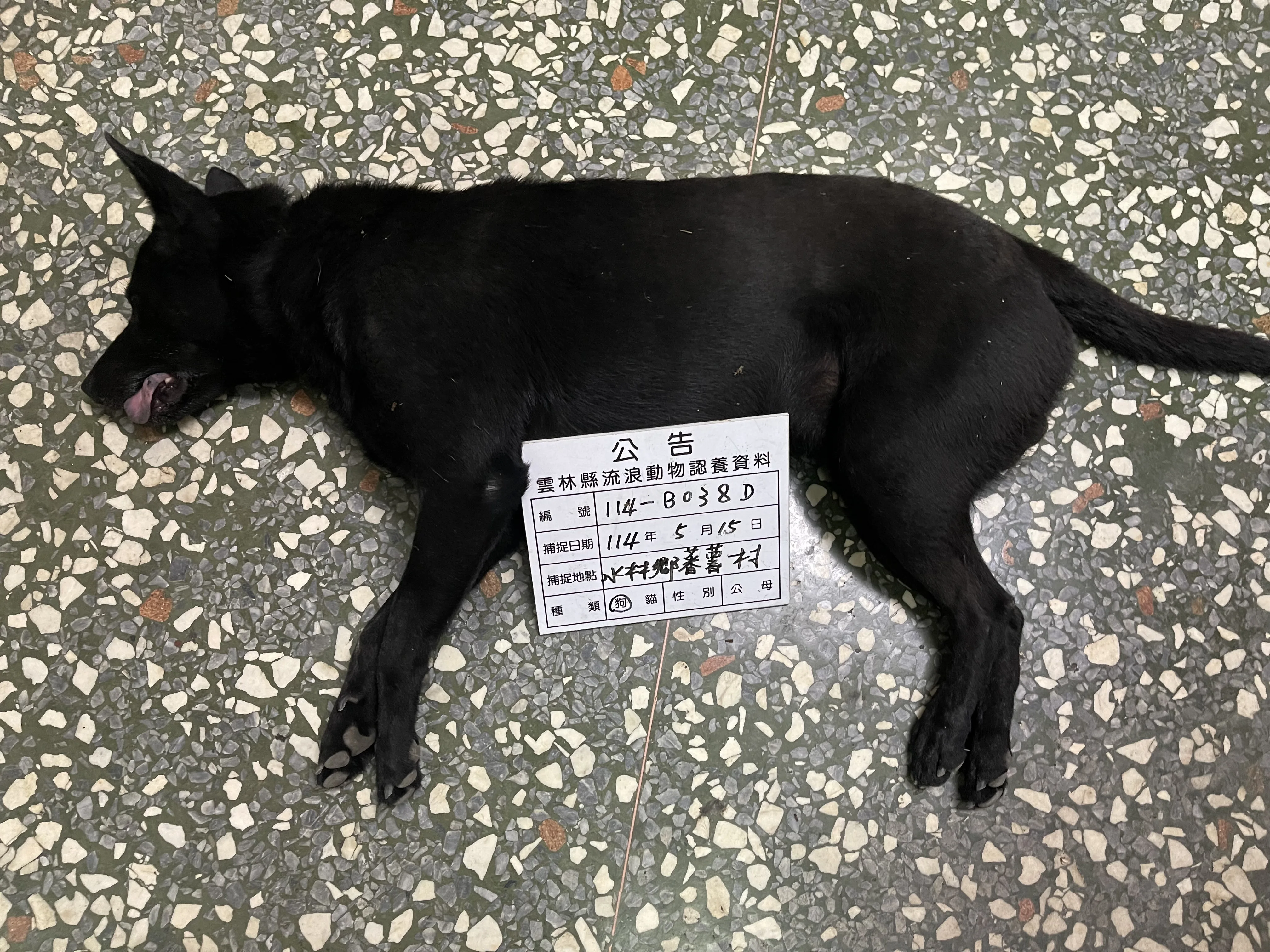 混種犬