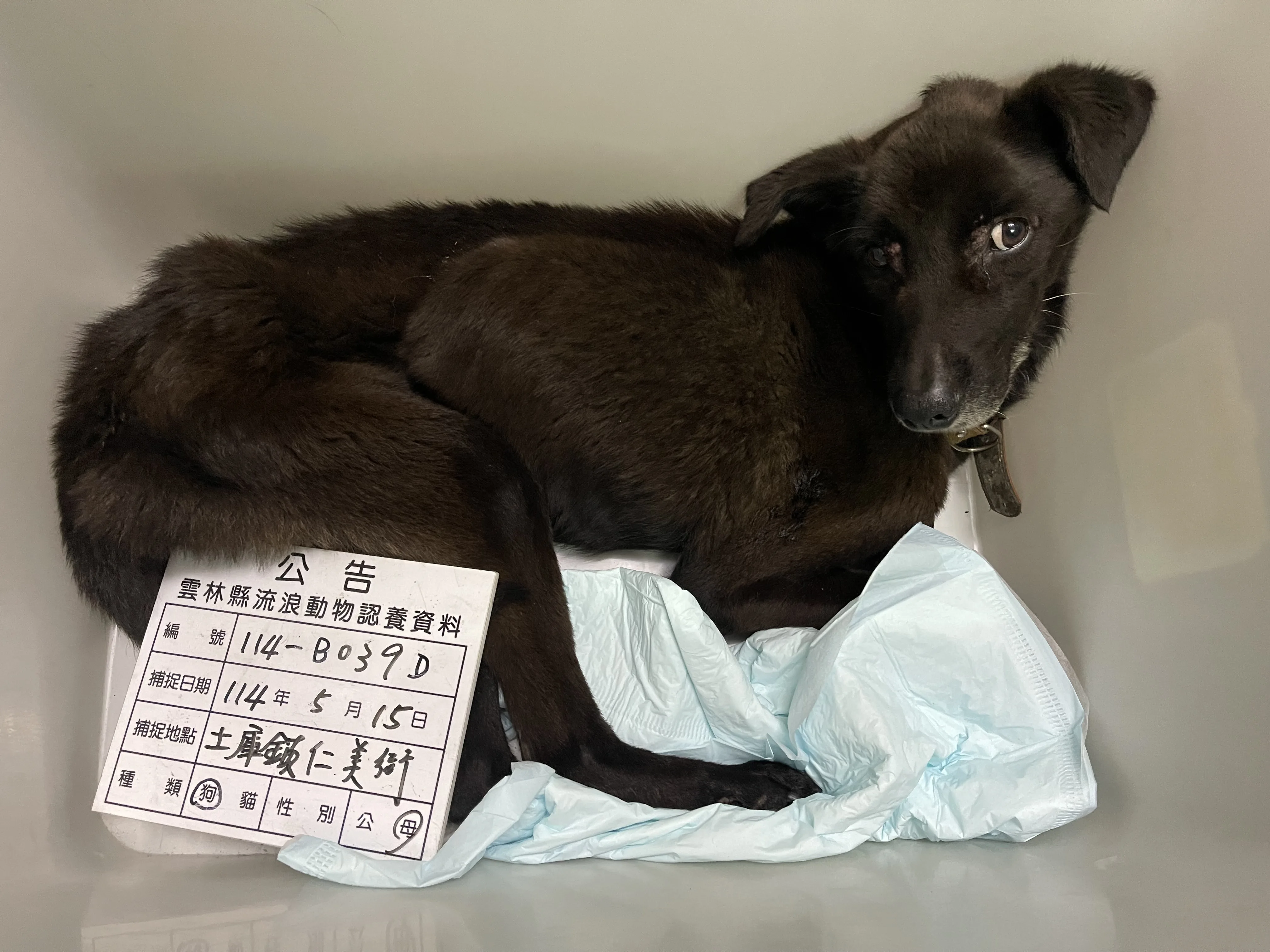 混種犬
