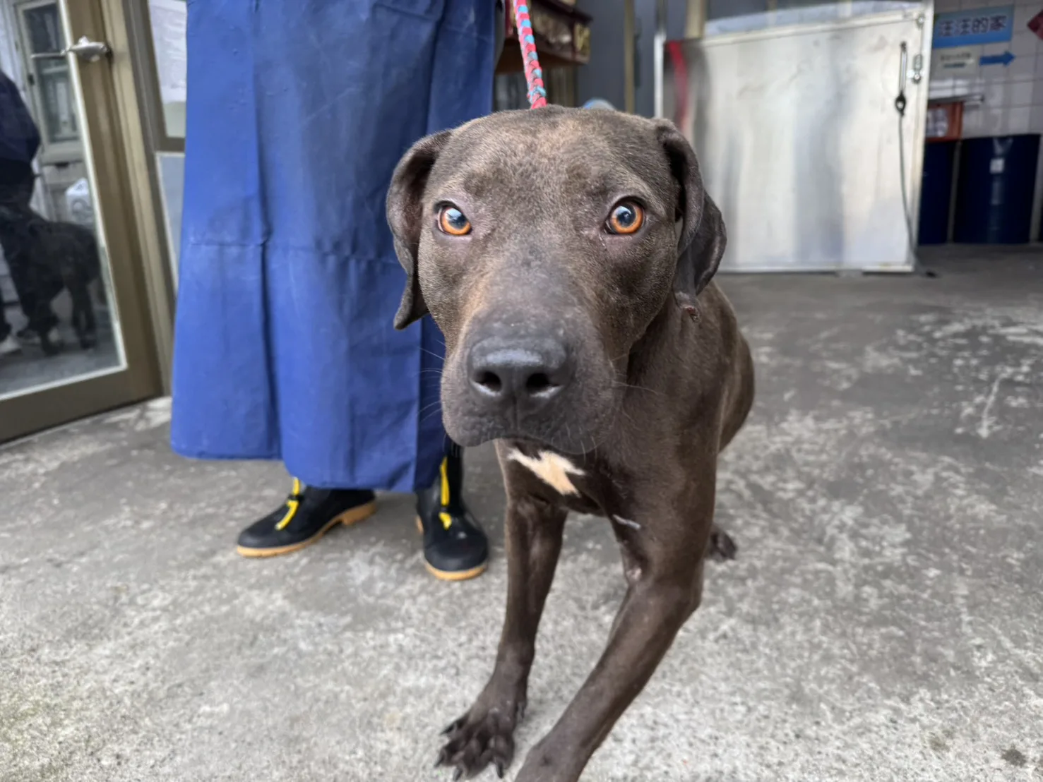 比特犬