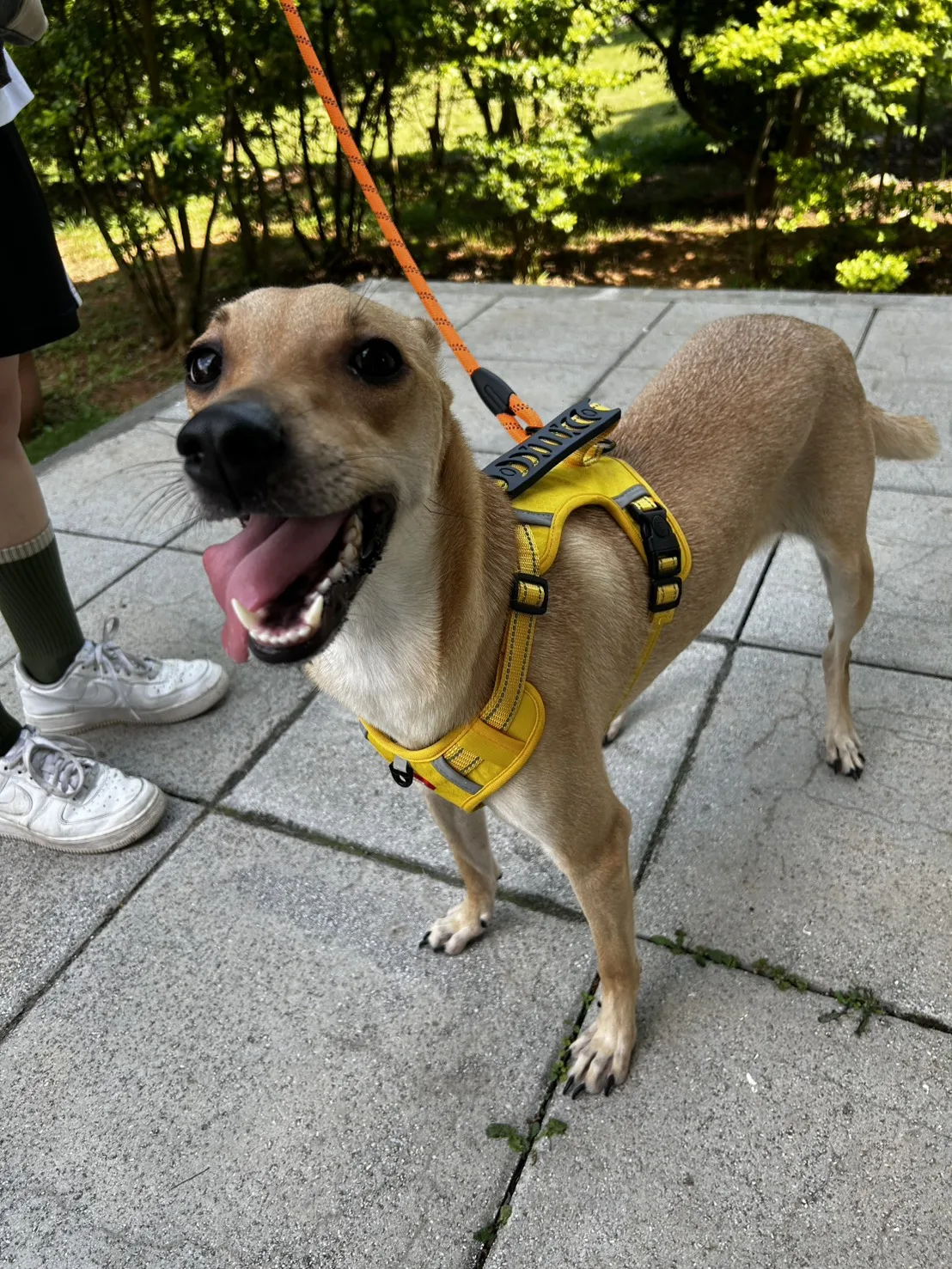 混種犬