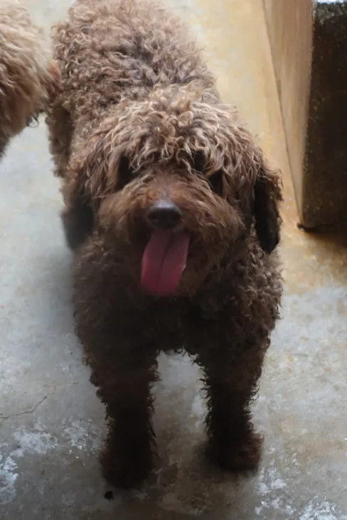 貴賓犬