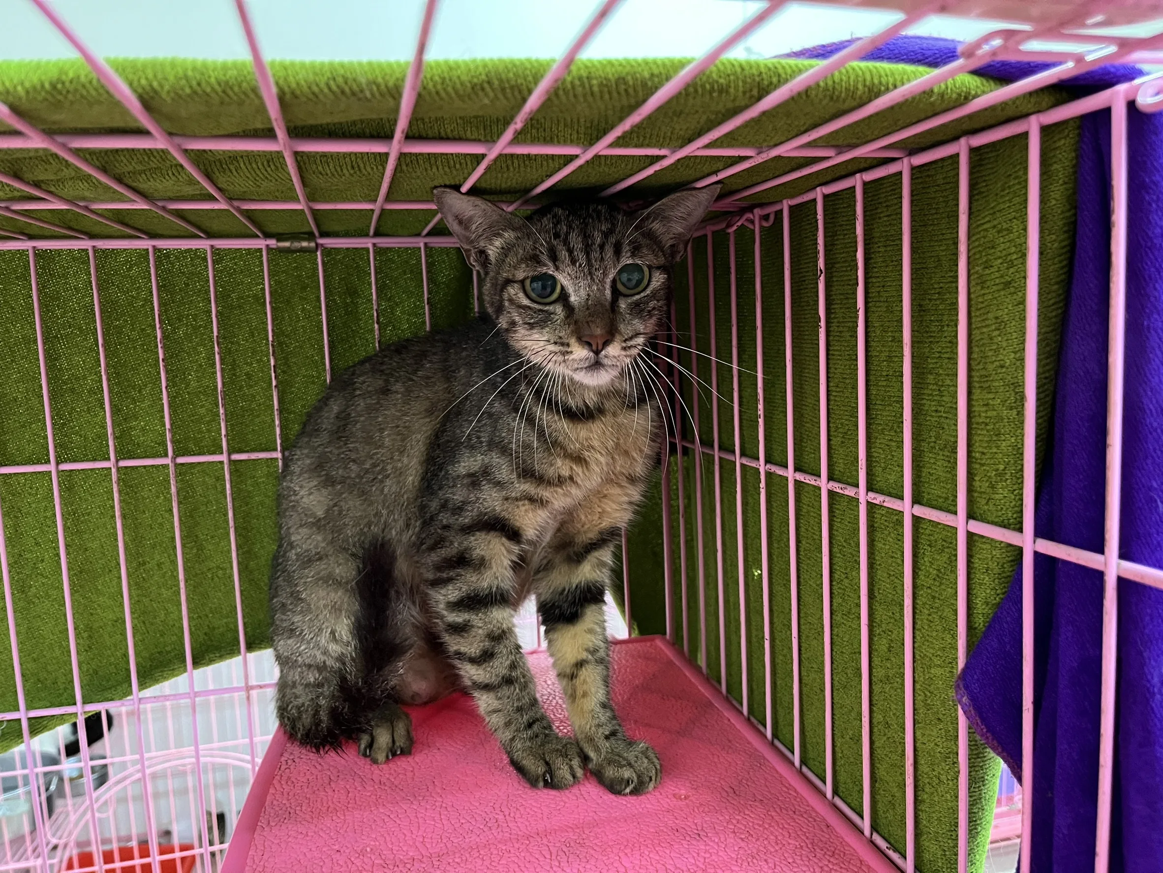 混種貓