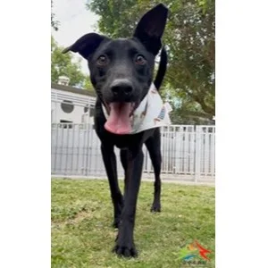 混種犬