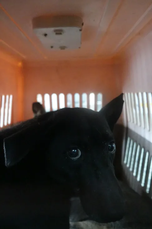 混種犬