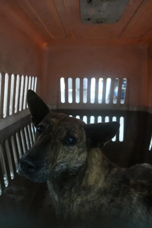 混種犬